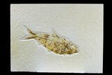 Detailed Fossil Fish (Knightia) - Wyoming #165802-1